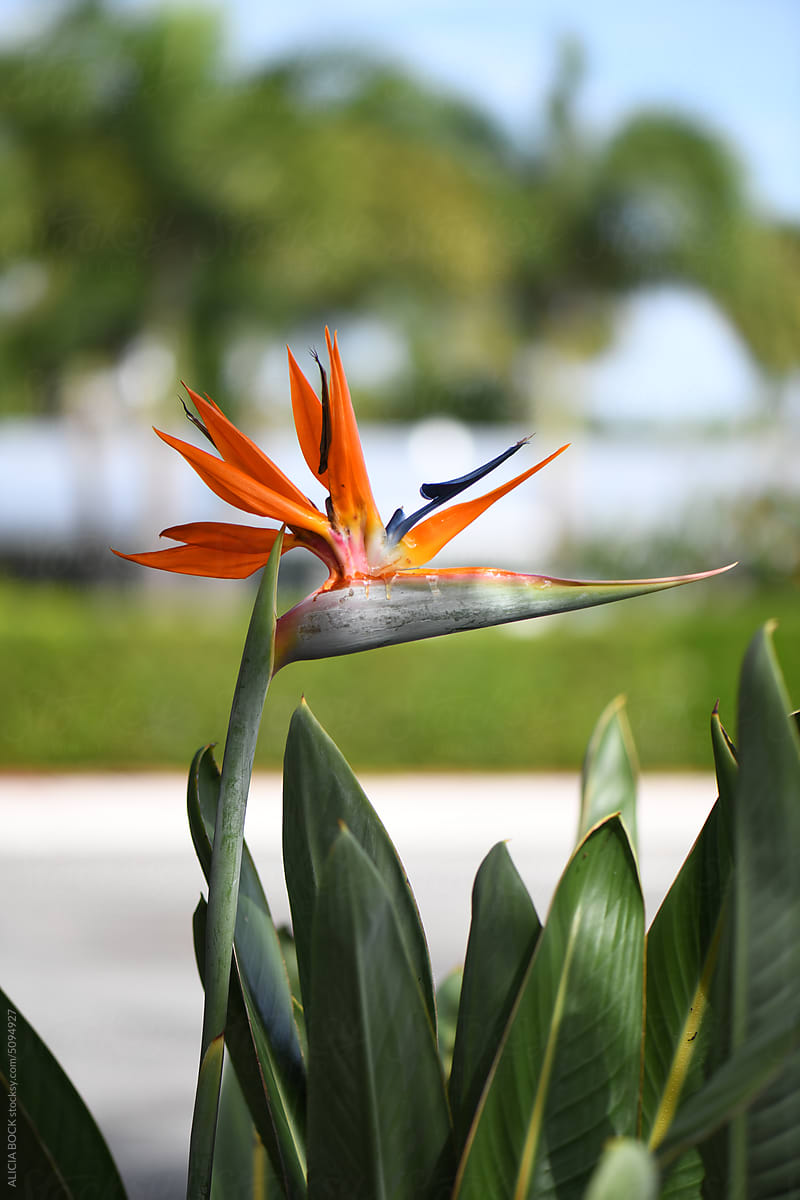 A Vibrant Bird Of Paradise Flower In Full Bloom