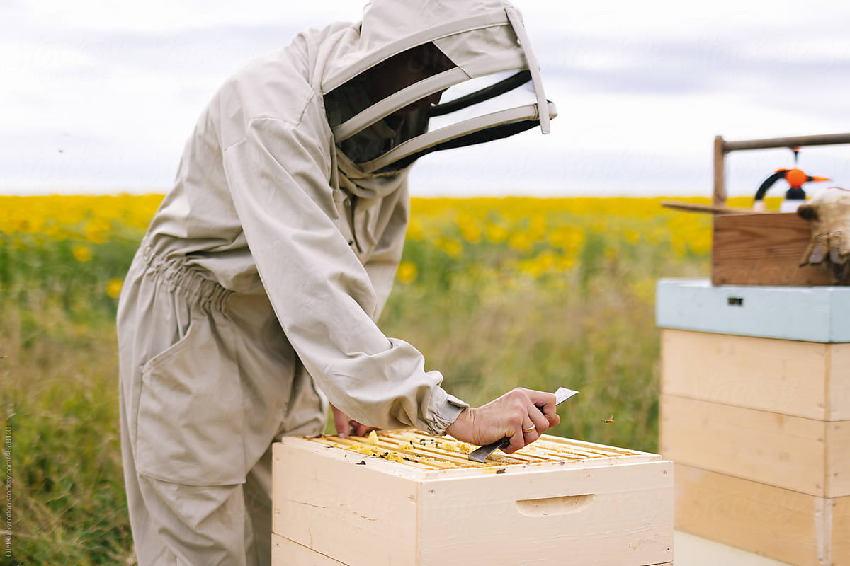 Beehive frame apiculture worker