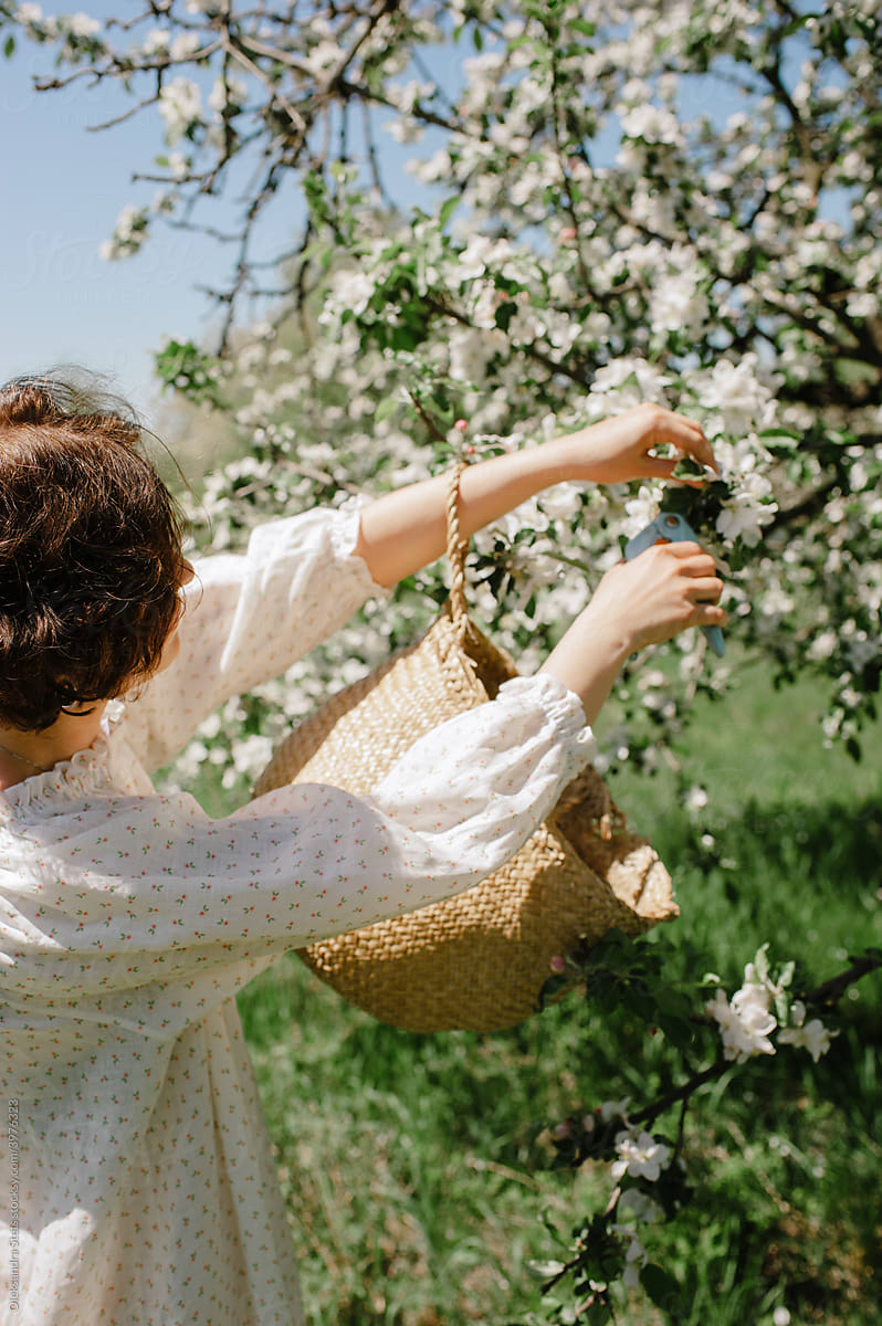 Gathering flowers for natural cosmetic