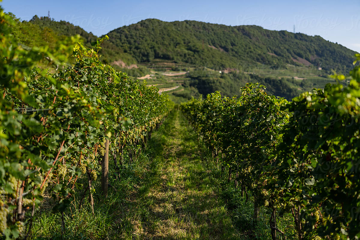 Vineyard in the mountains of Northern Italy