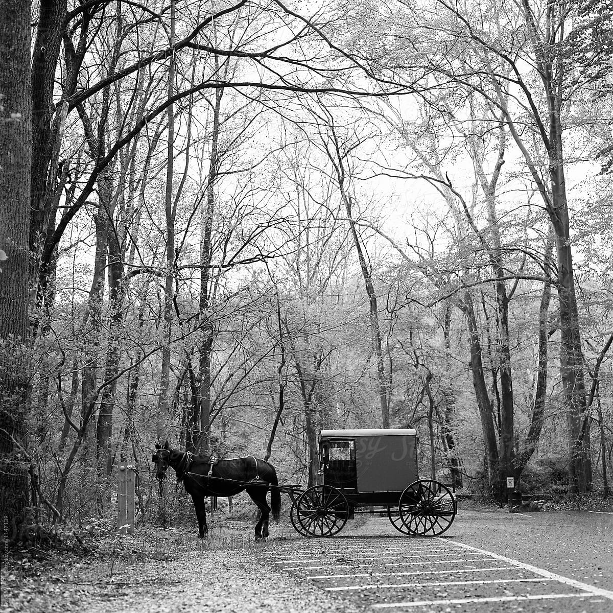 A horse and buggy wait for their owner while parked in a parking lot in the woods