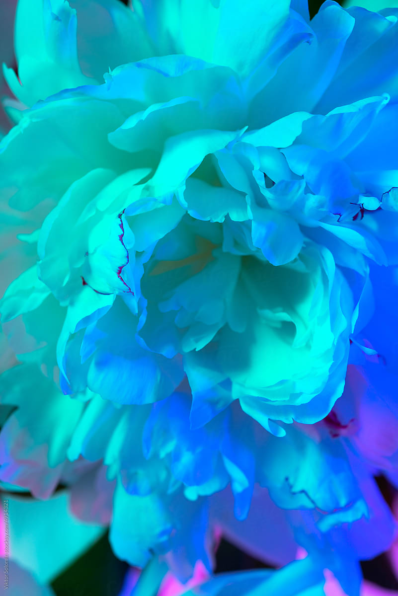 Bright Blue Neon Peony Flower Closeup by Stocksy Contributor