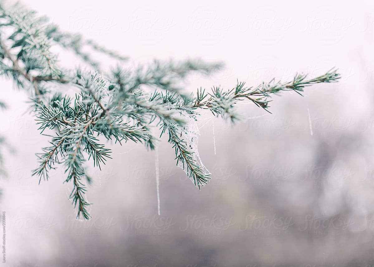 Frosted conifer branch on the tree in wintry morning