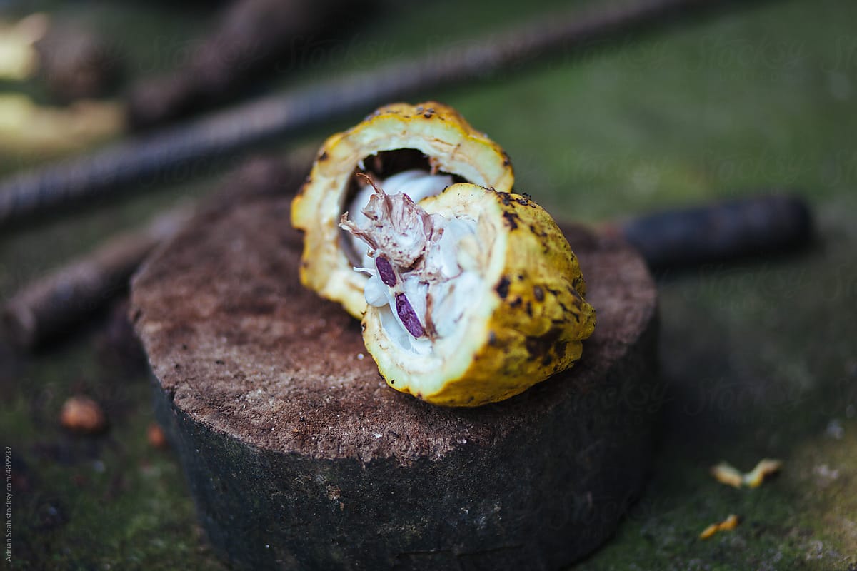Cocoa fruit split open on a tree stump