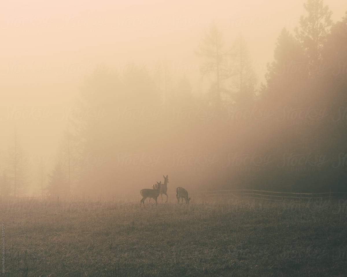 Three deer and foggy sunrise
