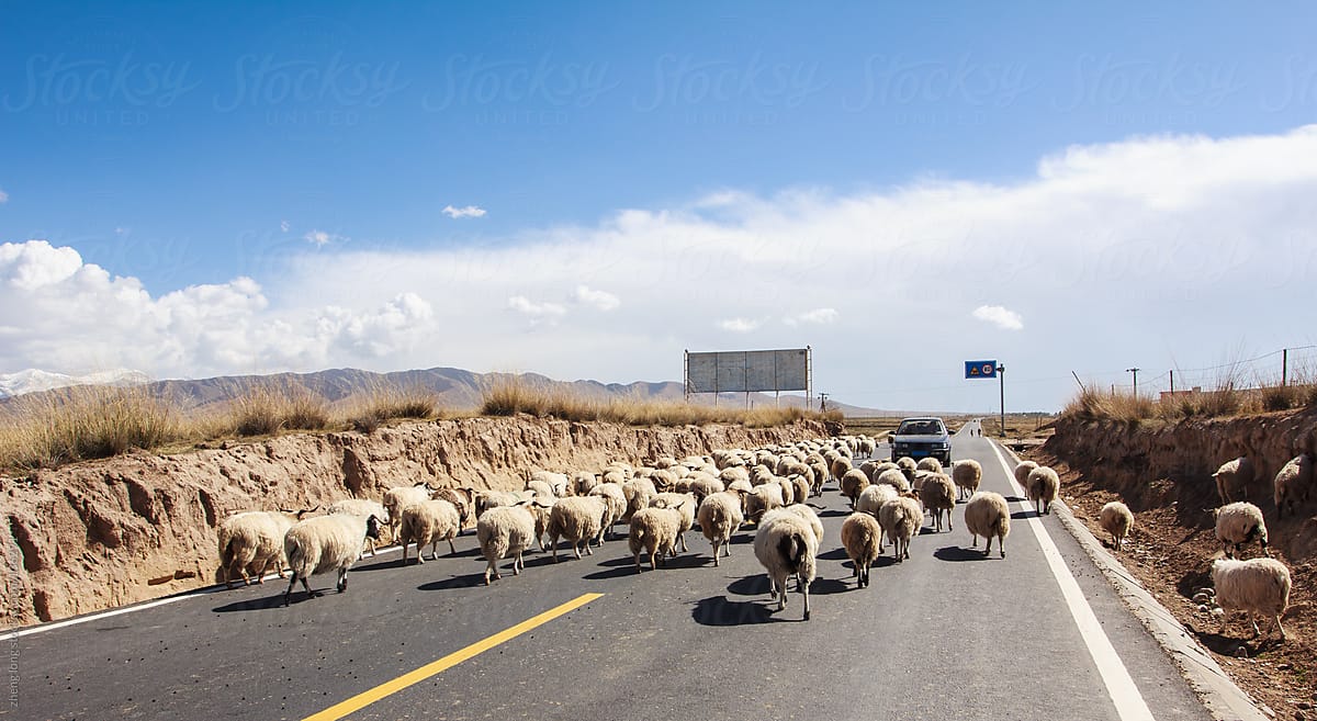 Sheeps across the road