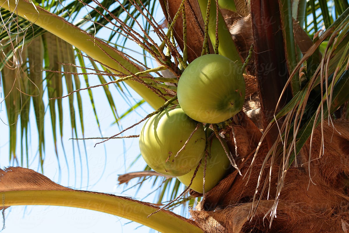 Coconuts on a coconut tree