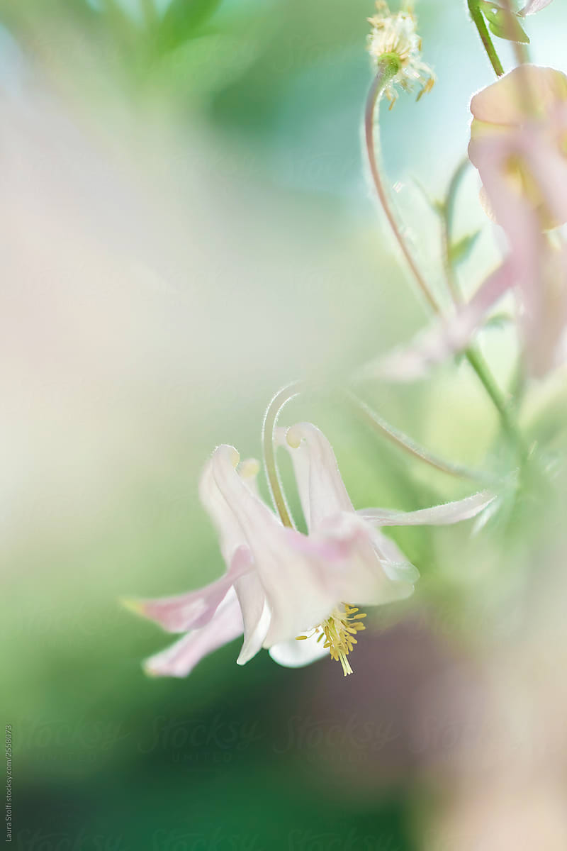 Pale pink columbine in the sun on the plant in spring garden