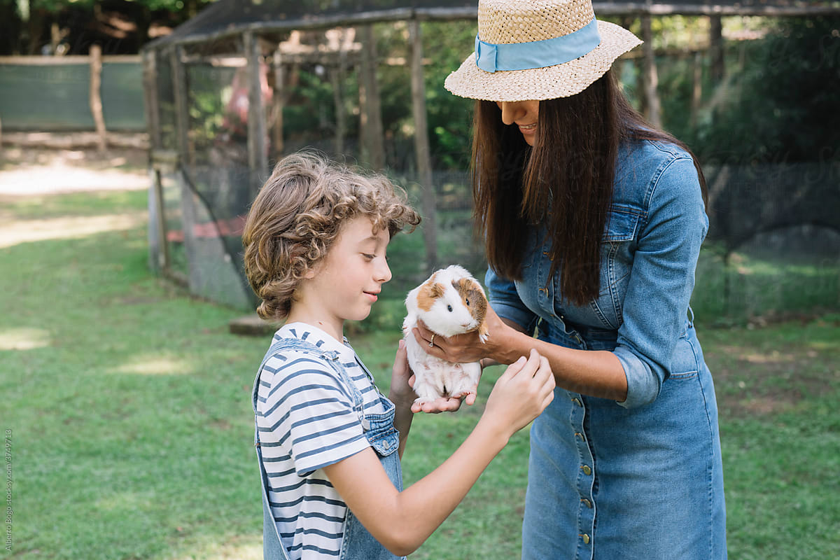 Mom And Son Petting A Guinea Pig At Farm