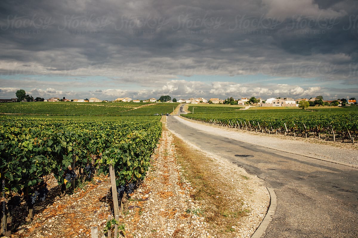 A Road Through the Vineyard