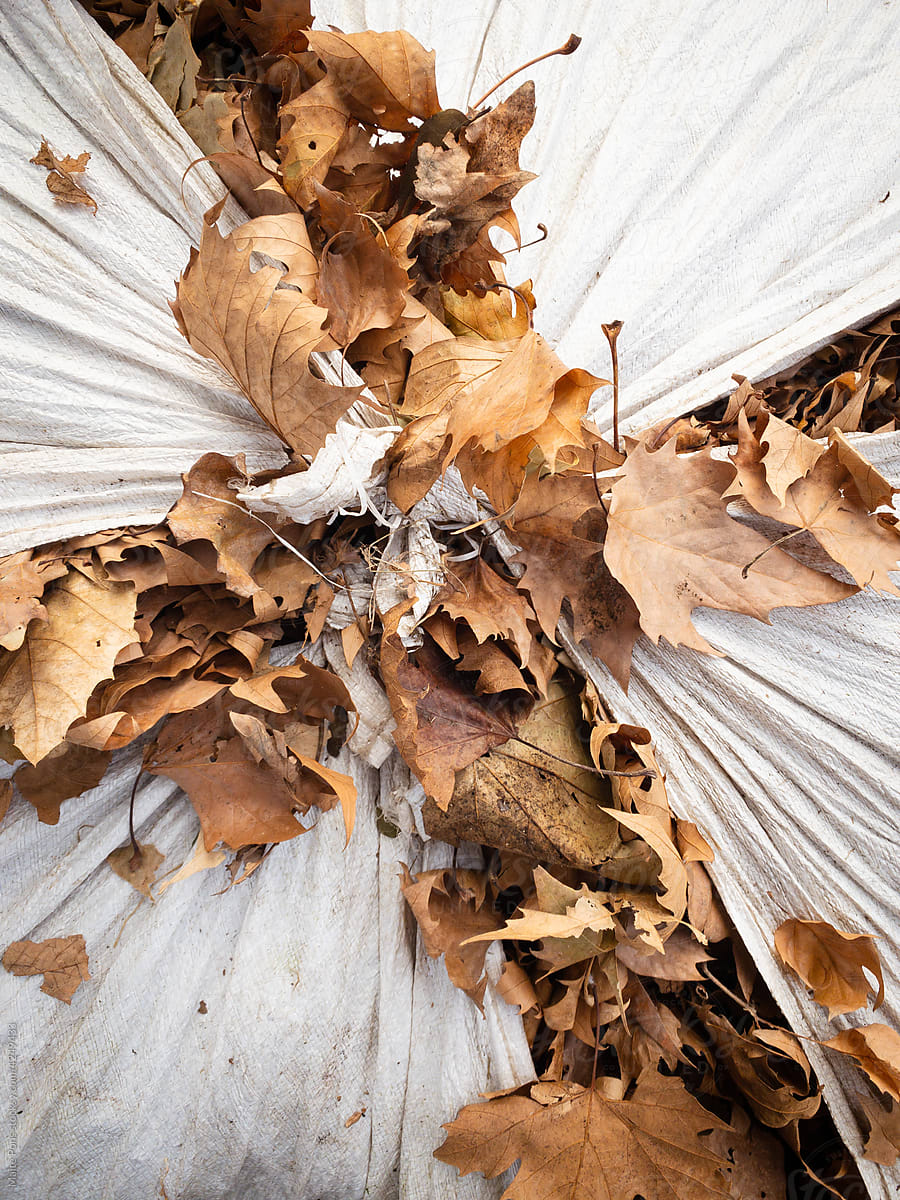 Bundled Fall Leaves
