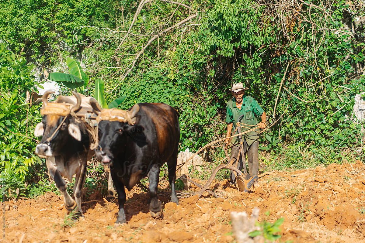 Farmer and oxen tilling soil near lush plants