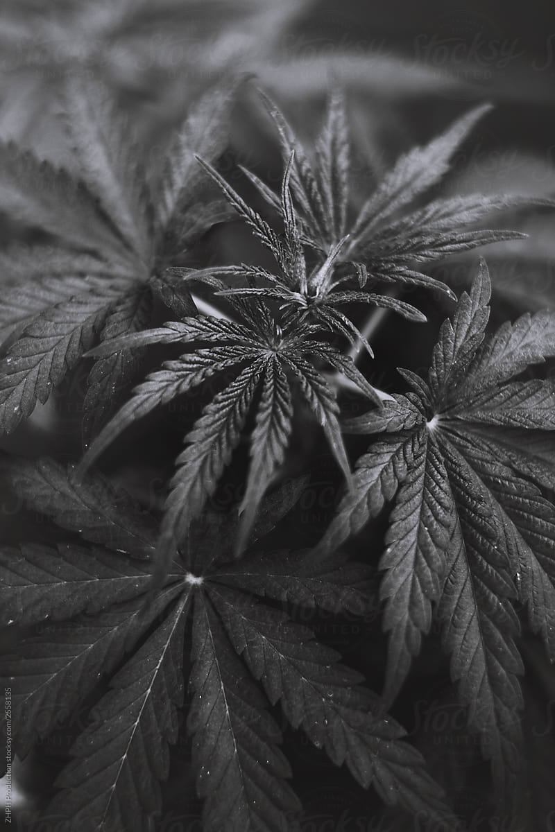 Closeup shot of cannabis plant growing indoors