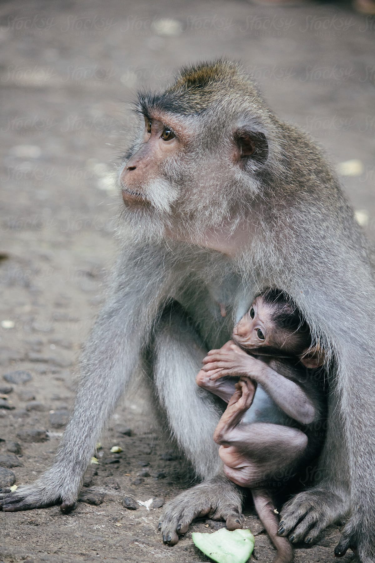 Monkey nursing her baby