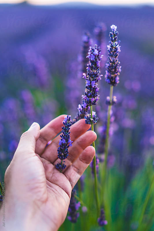 Male hand touching lavender flowers
