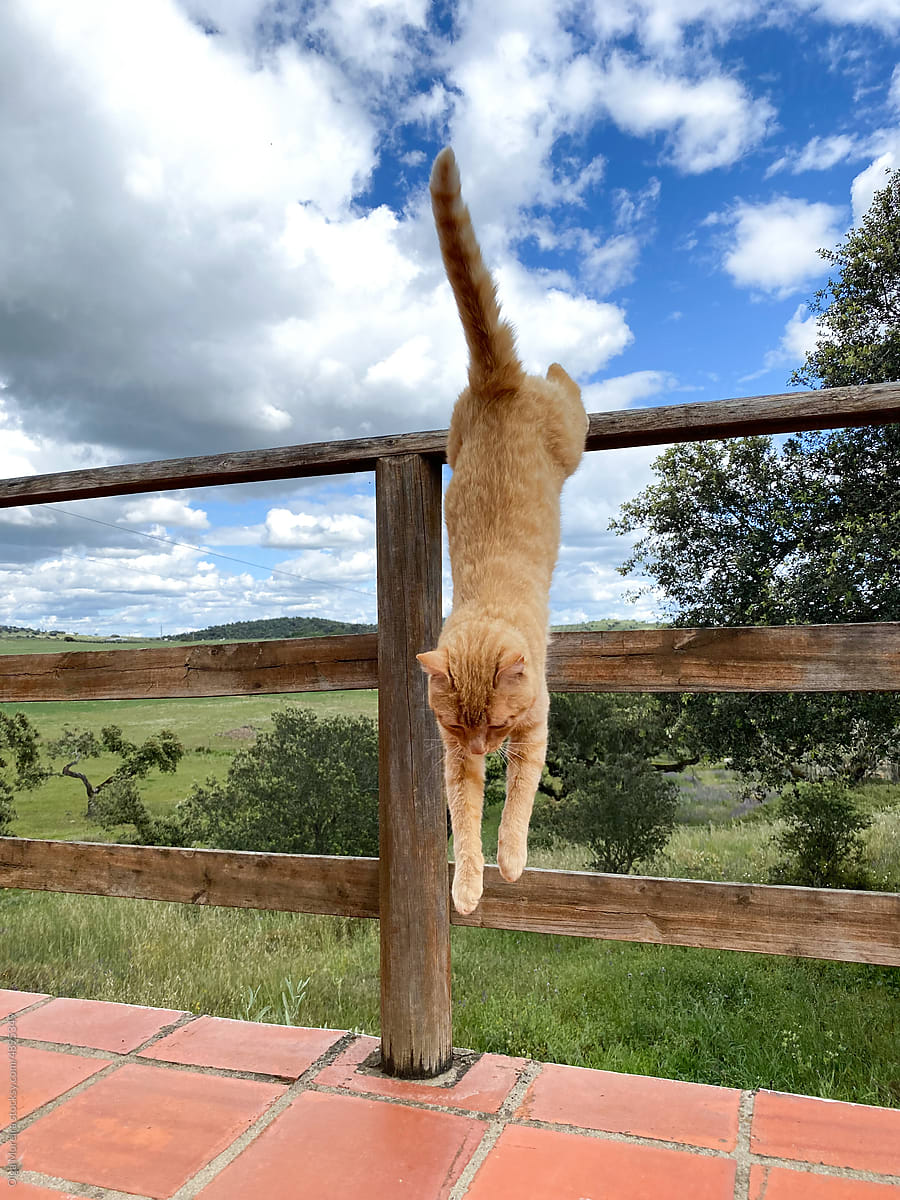 UGC: cat jumping from a wooden fence