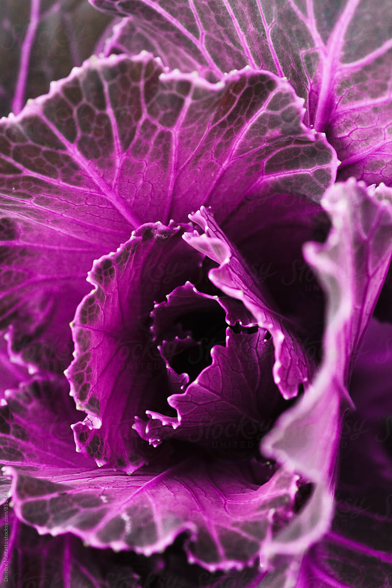purple kale plant from above
