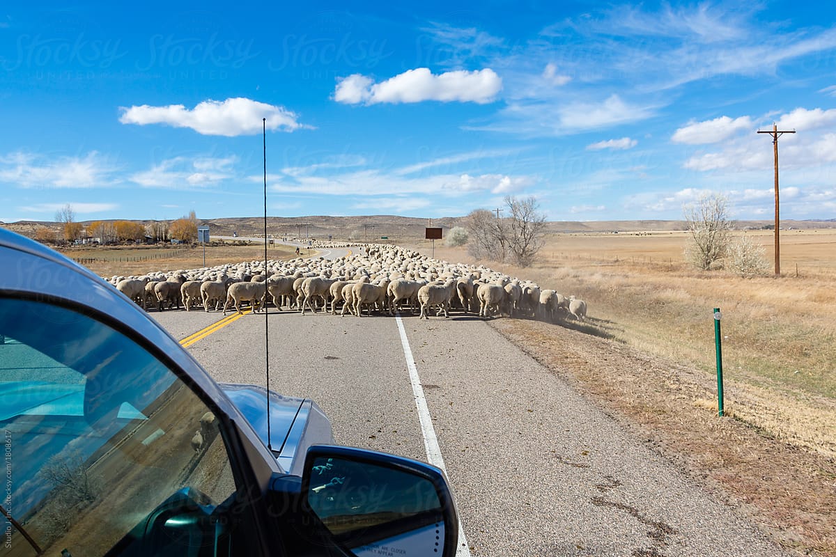 Roadblock of Sheep
