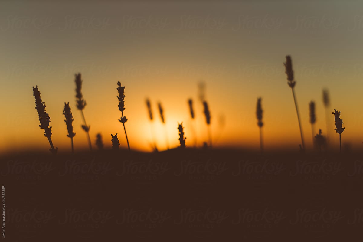 Plants At Sunset By Stocksy Contributor Javier Pardina Stocksy