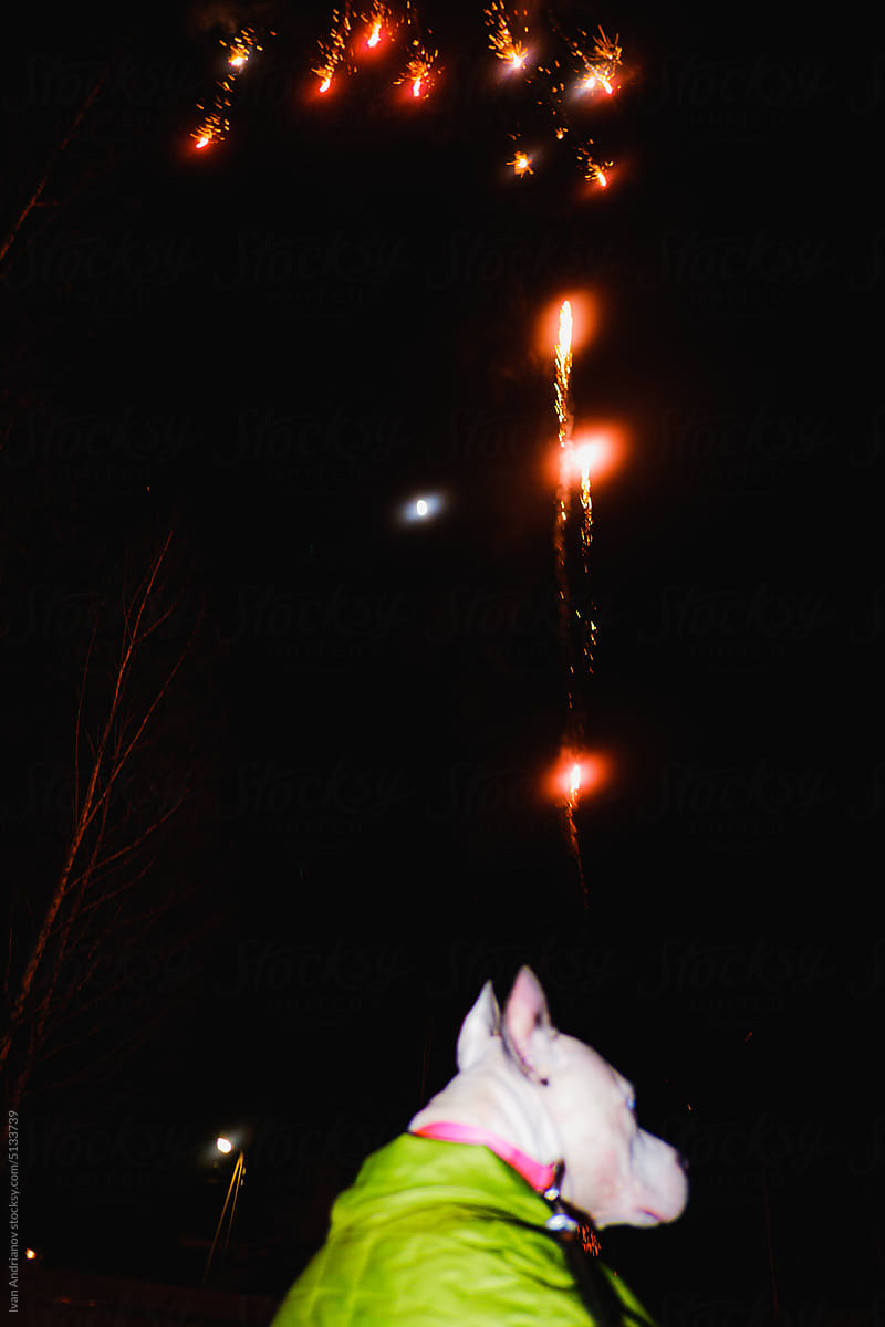Festive Celebrating Fireworks And Dog