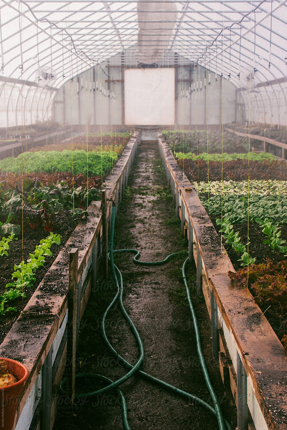 Lettuce Plants Being Watered in a Greenhouse