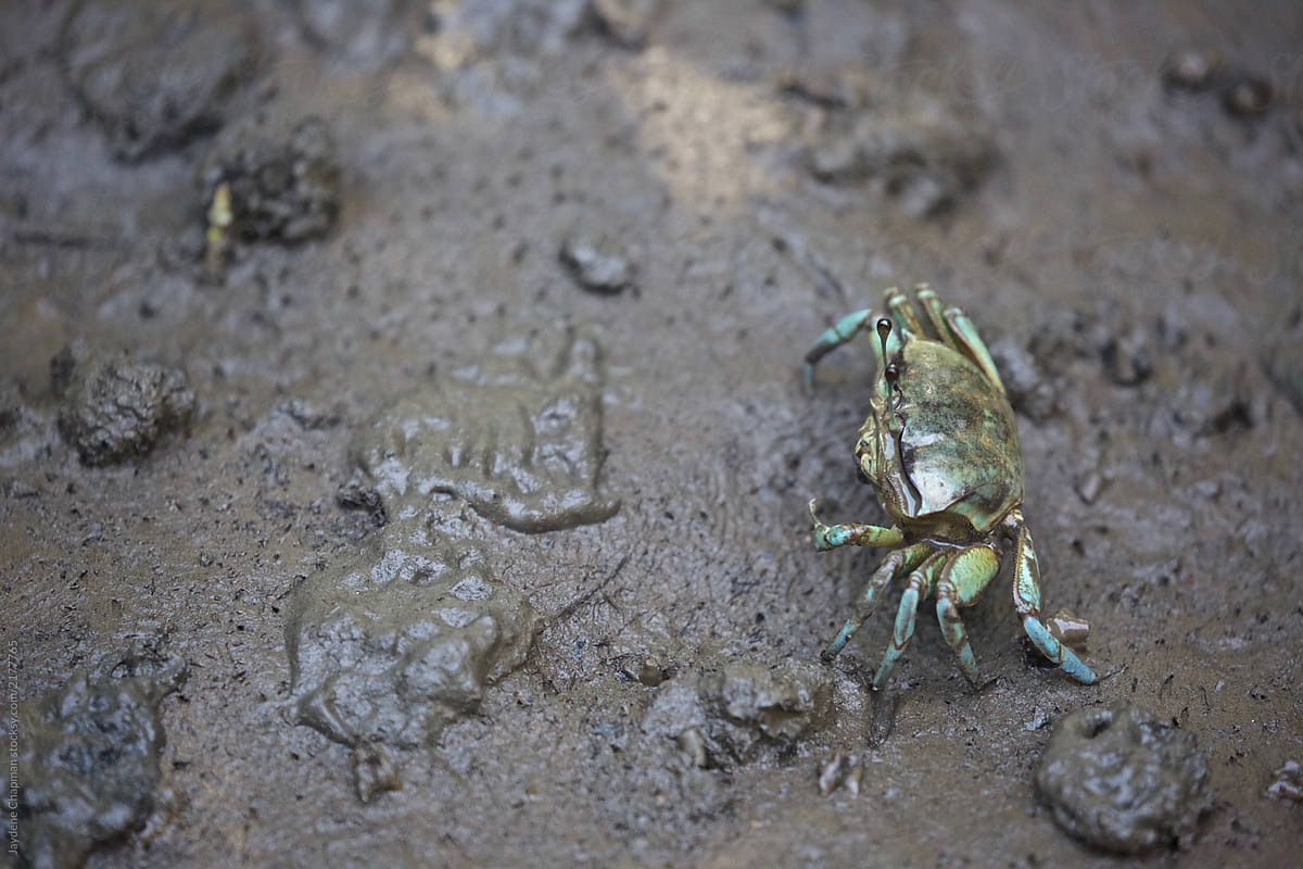 Crabs in the Mangroves