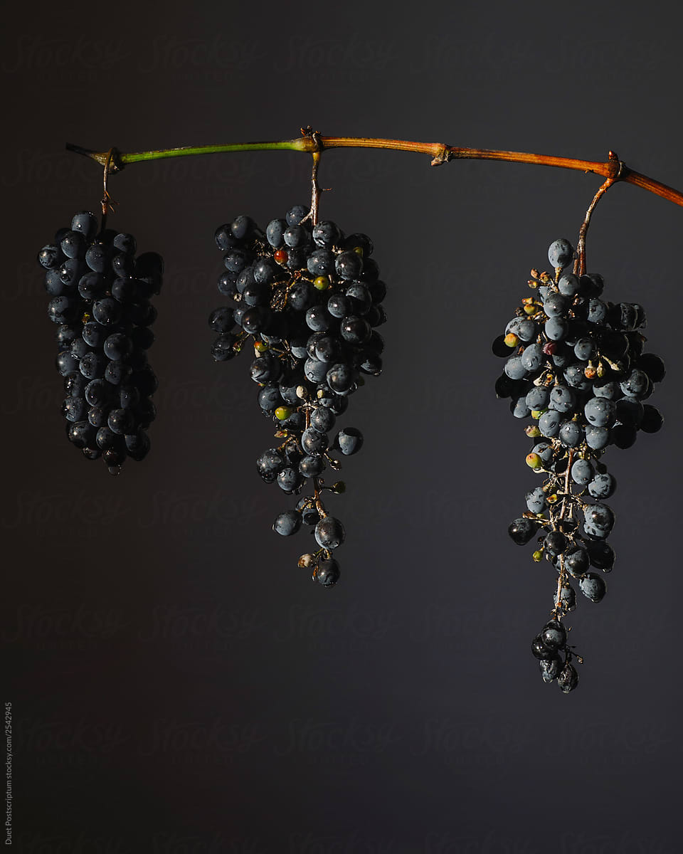 Branch of black grape