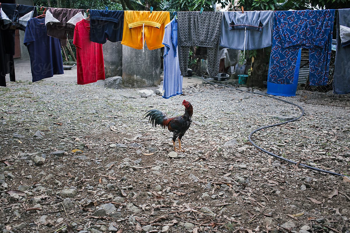 Lone rooster standing underneath a row of wet clothes being hung out to dry.