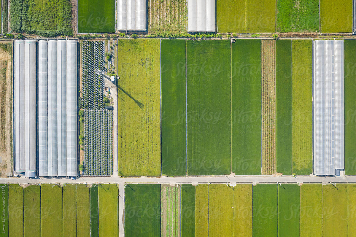 Neat rice fields and greenhouses in Taiwan, Asia, aerial view.