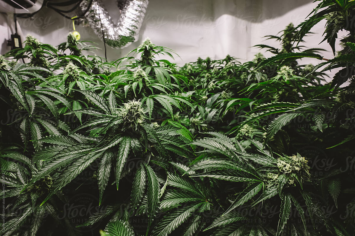 Small scale indoor cannabis grow room