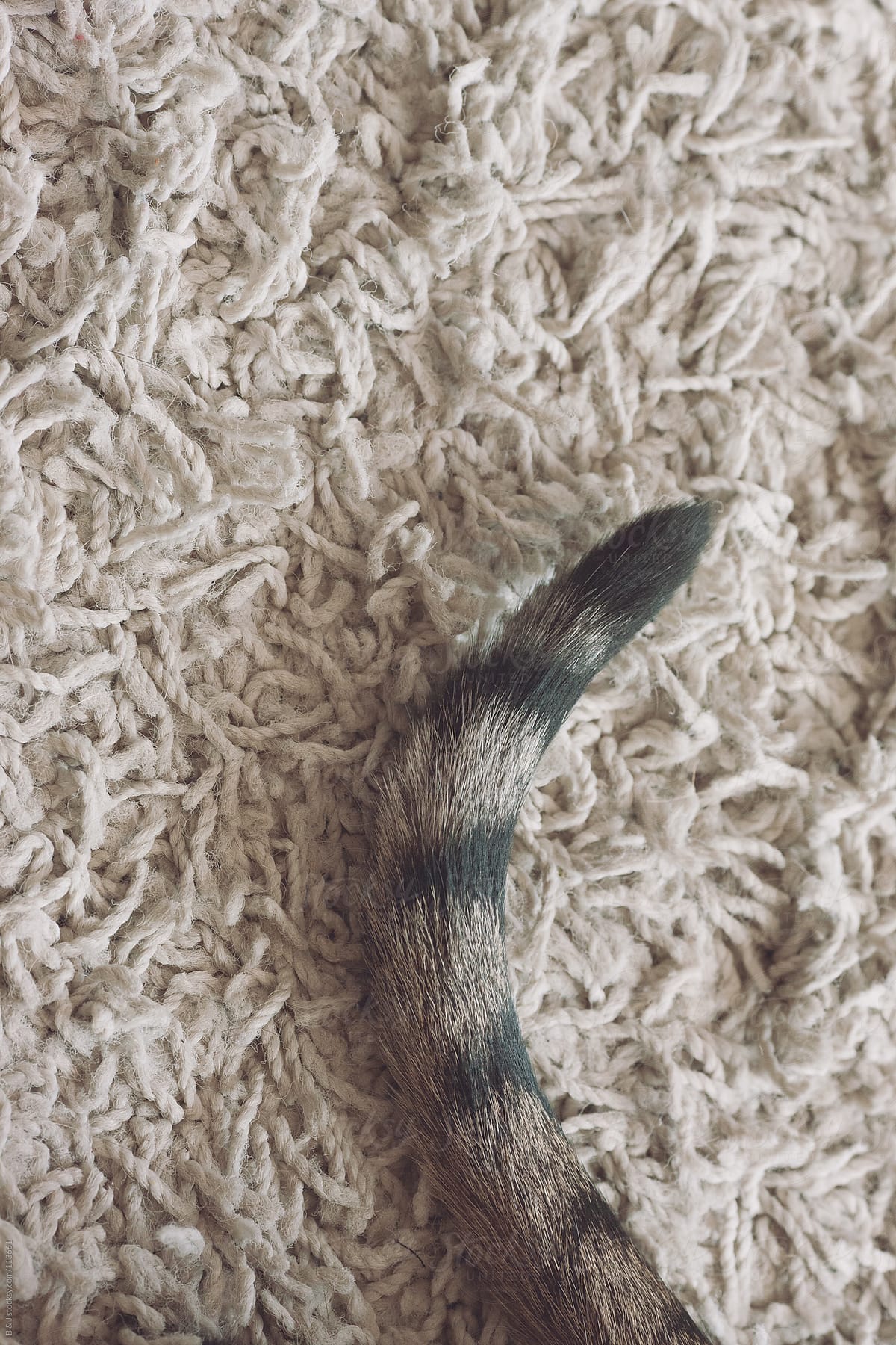 cats tail