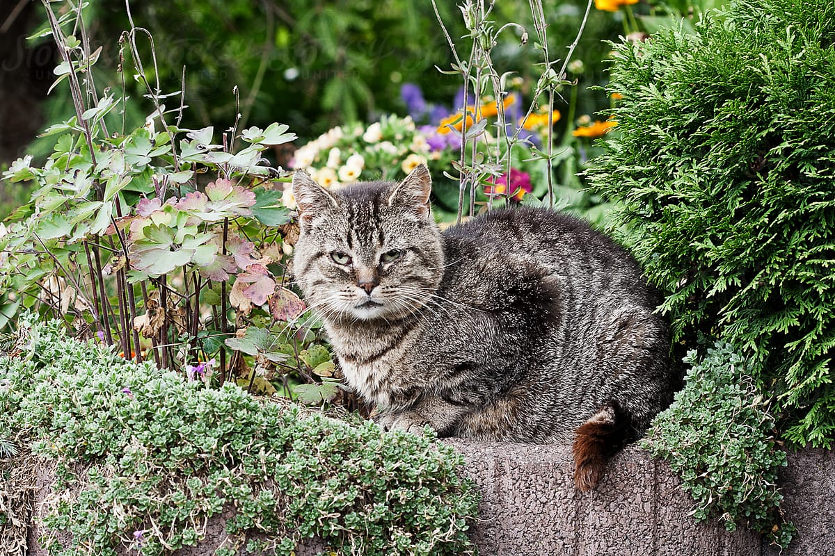 Grumpy cat sitting in a flowerbed