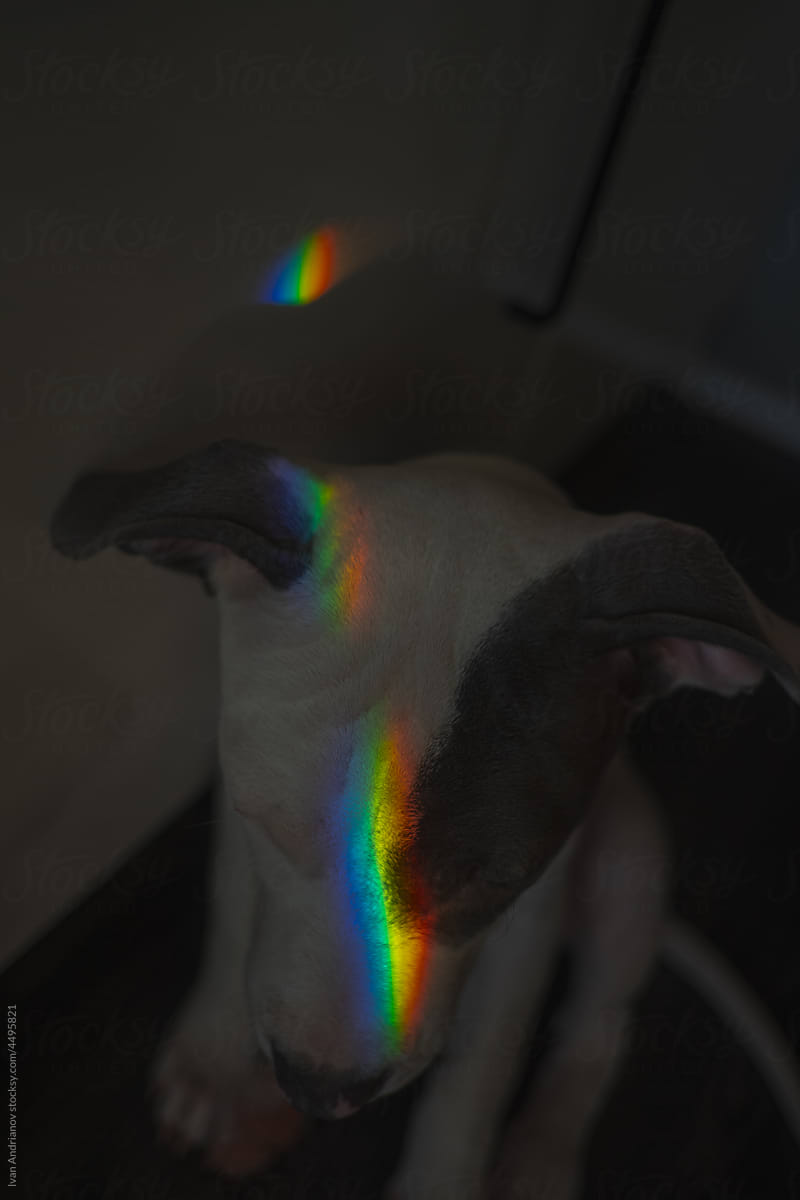 Sad Dog In Rainbow Light At Home