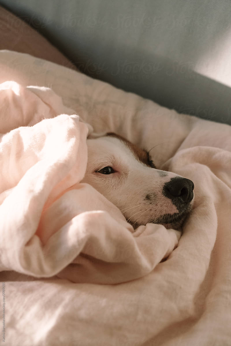 portrait of a dog lying on a bed wrapped in a light blanket