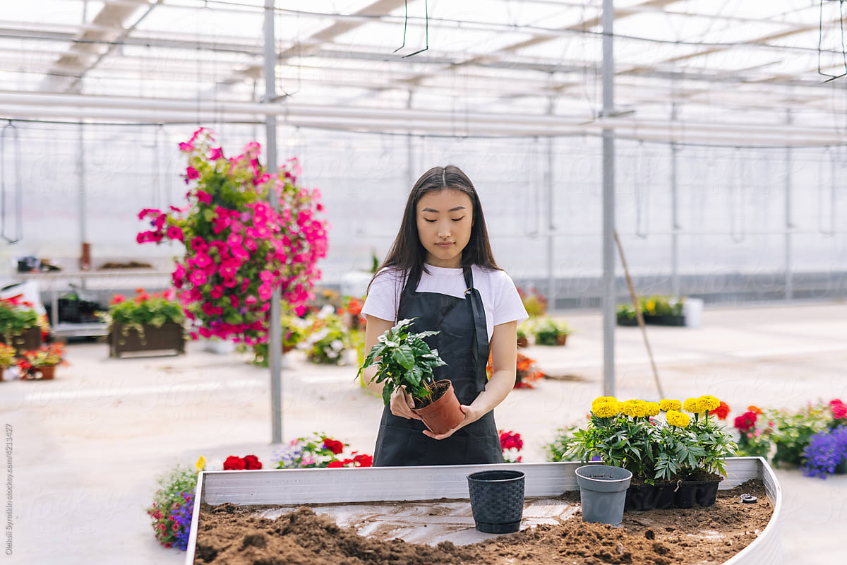 Romantic asian girl in greenhouse  growing flowers