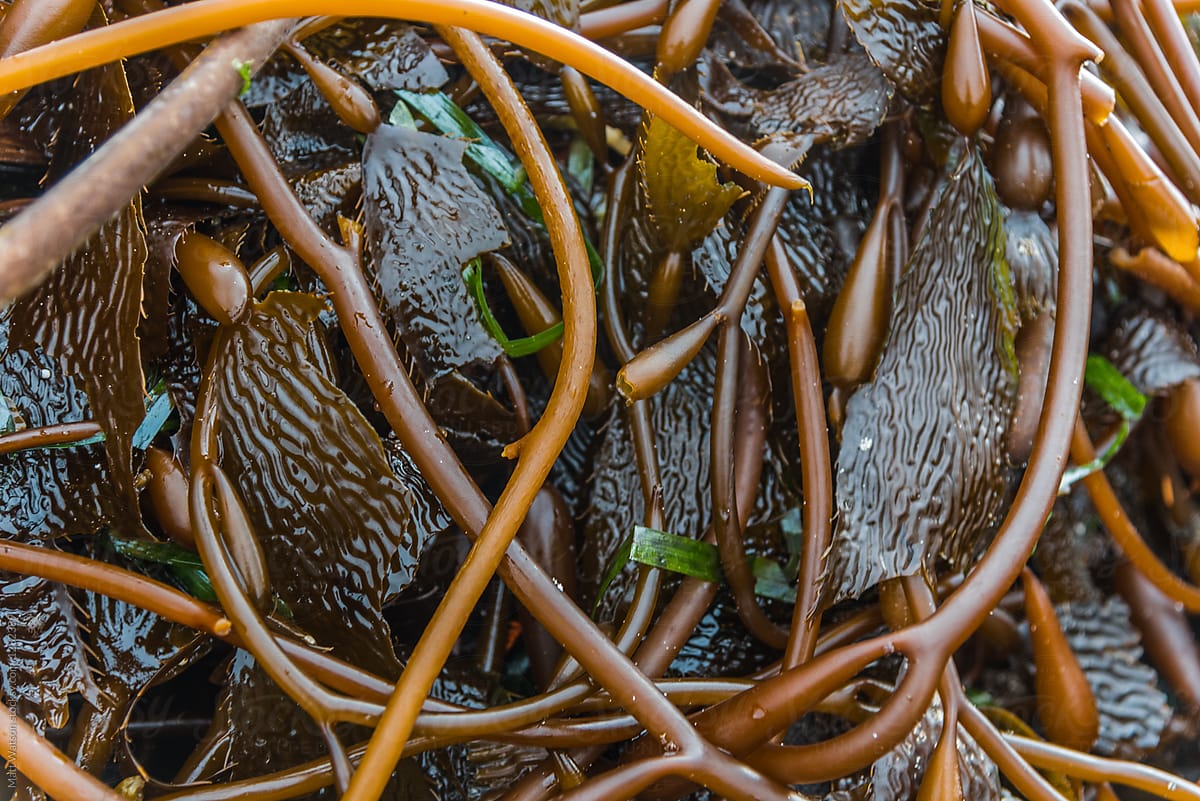 Tangled Mass of Kelp