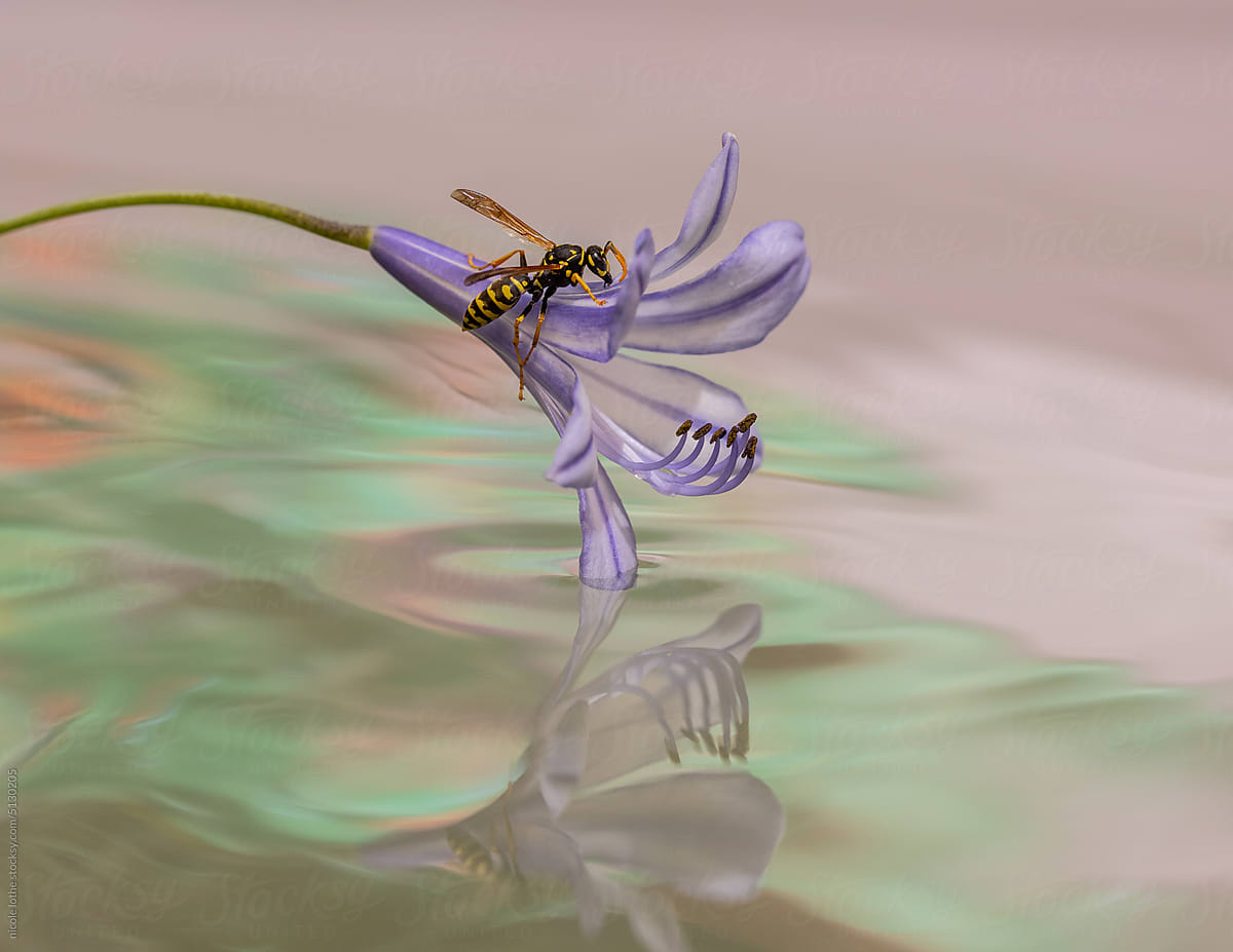 Wasp climbing Agapanthus over psychedelic reflections