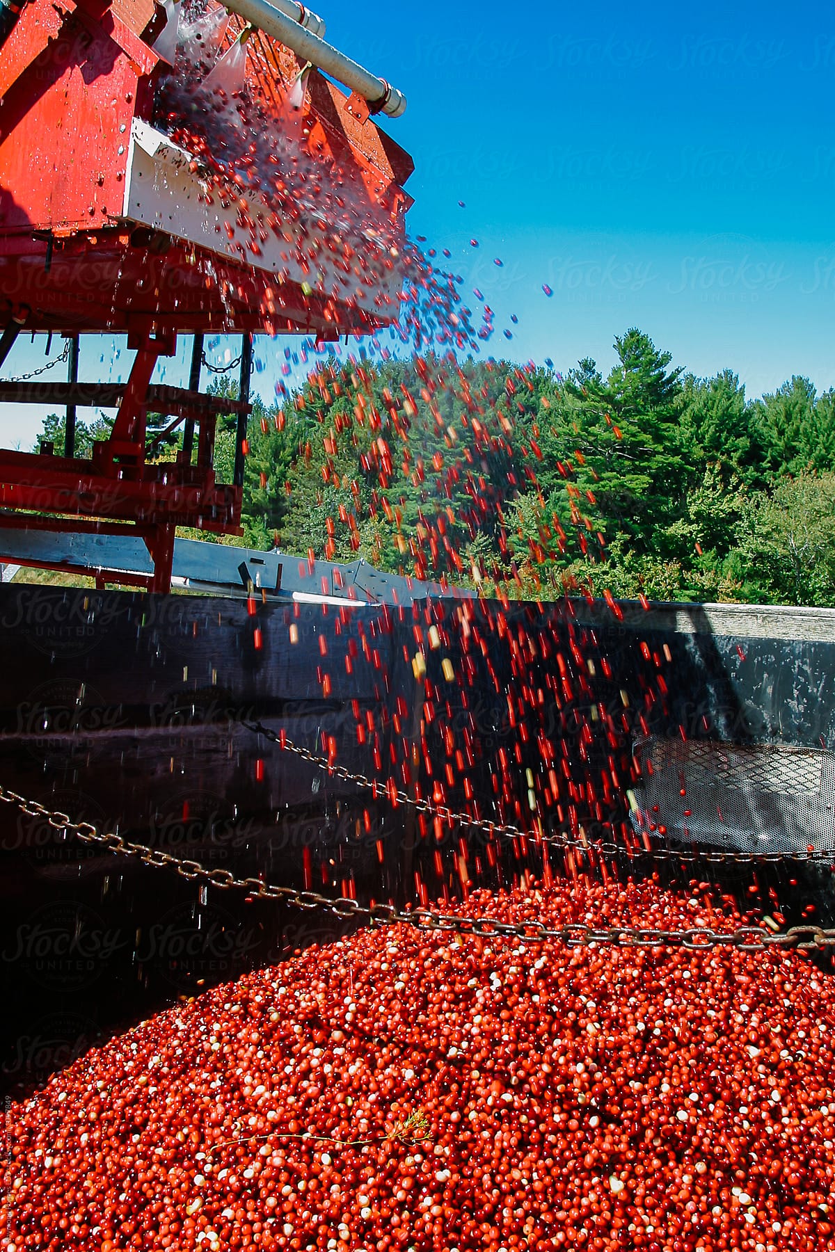 "Cranberry Harvest" by Stocksy Contributor "Raymond Forbes LLC" Stocksy