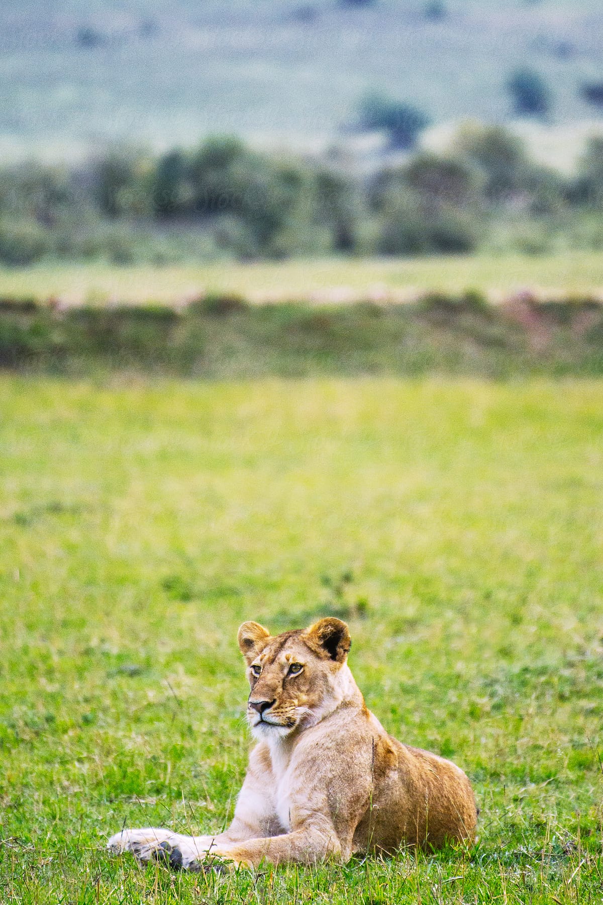 Young lion lying in meadow
