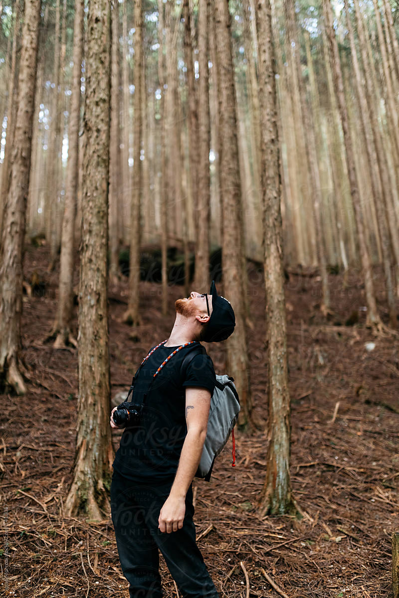 young male looking up at giant japanese old growth trees in forest japan