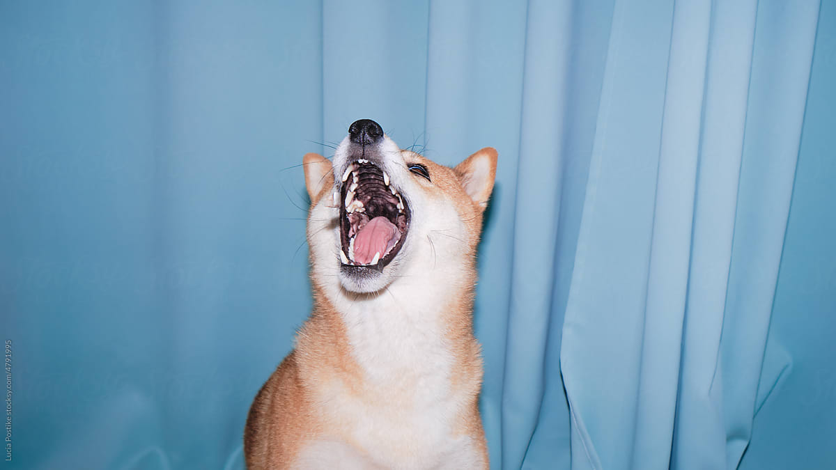 Dog with open mouth