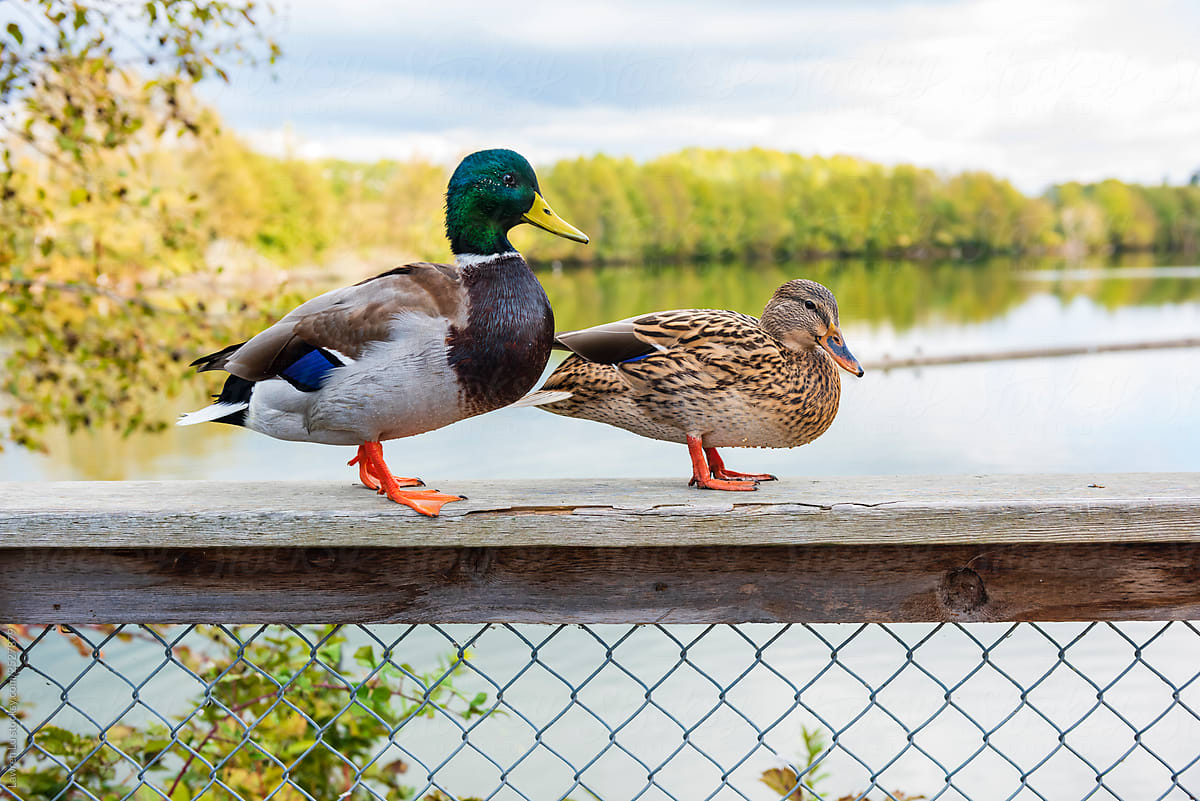 A pair of mallard ducks stand on the fence of the wetland