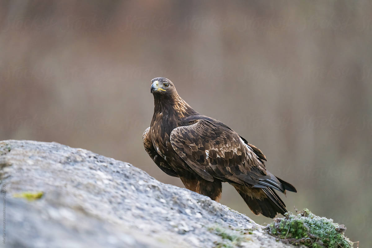 Impressive Golden Eagle On A Rocky Mountain