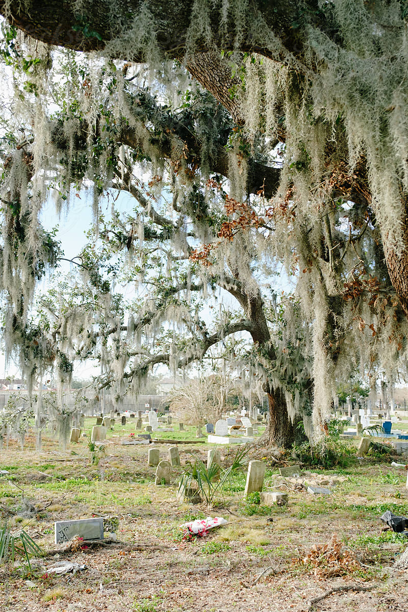 New Orleans Cemetery and Trees
