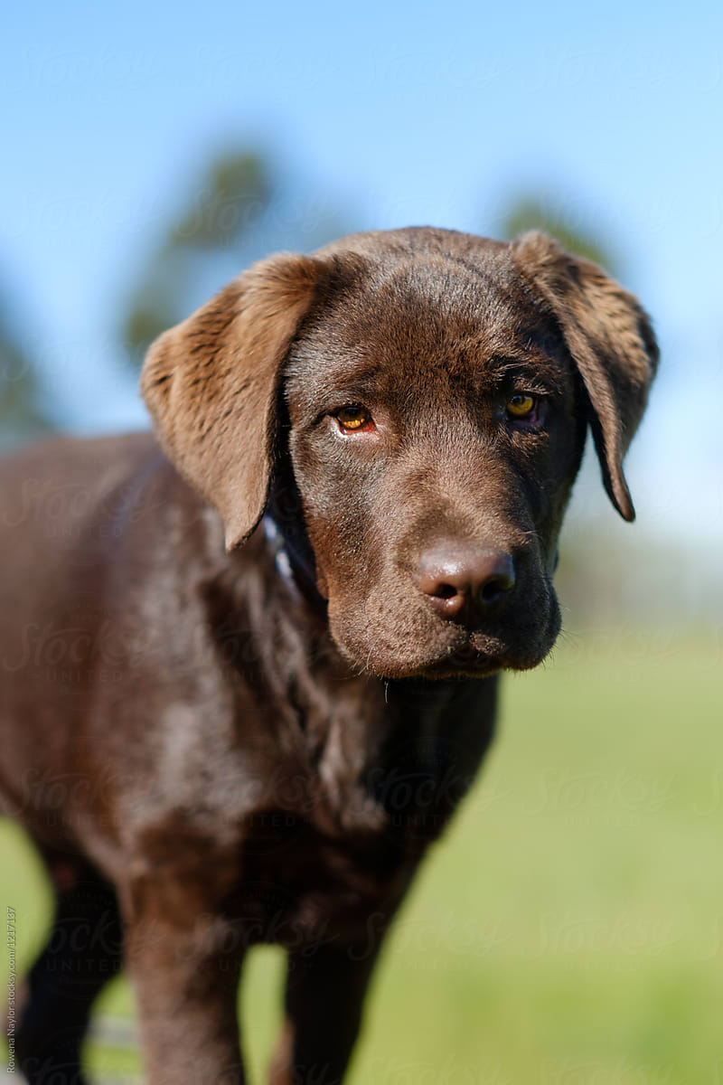 Portrait of Chocolate Labrador Puppy