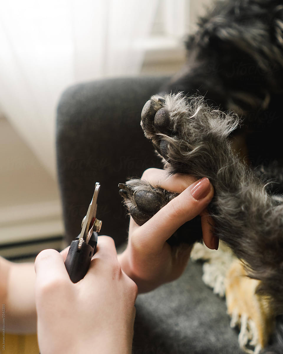 black labradoodle getting her nails clipped at home