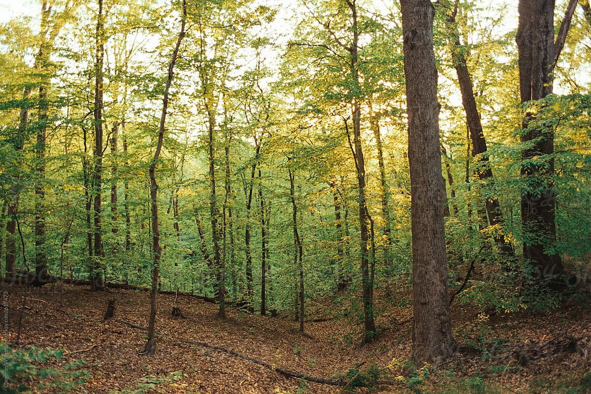 Beech Forest in Arlington, Virginia