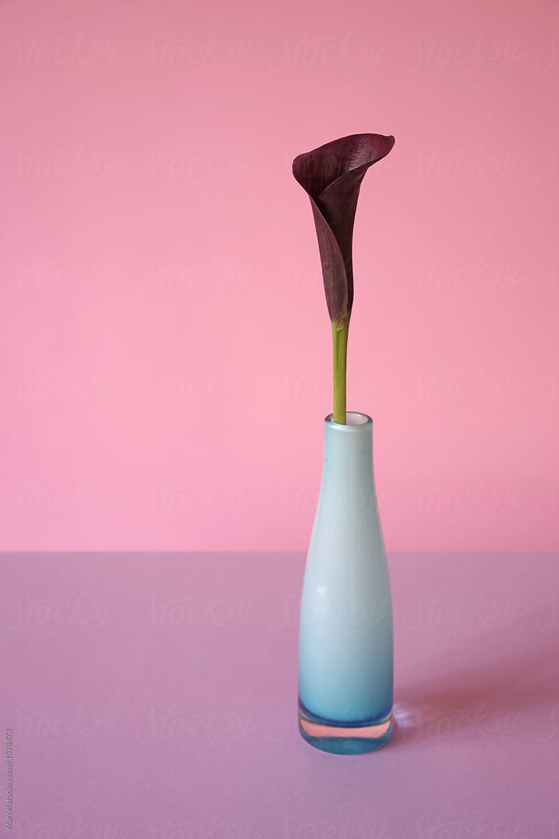 dark calla flower in blue vase