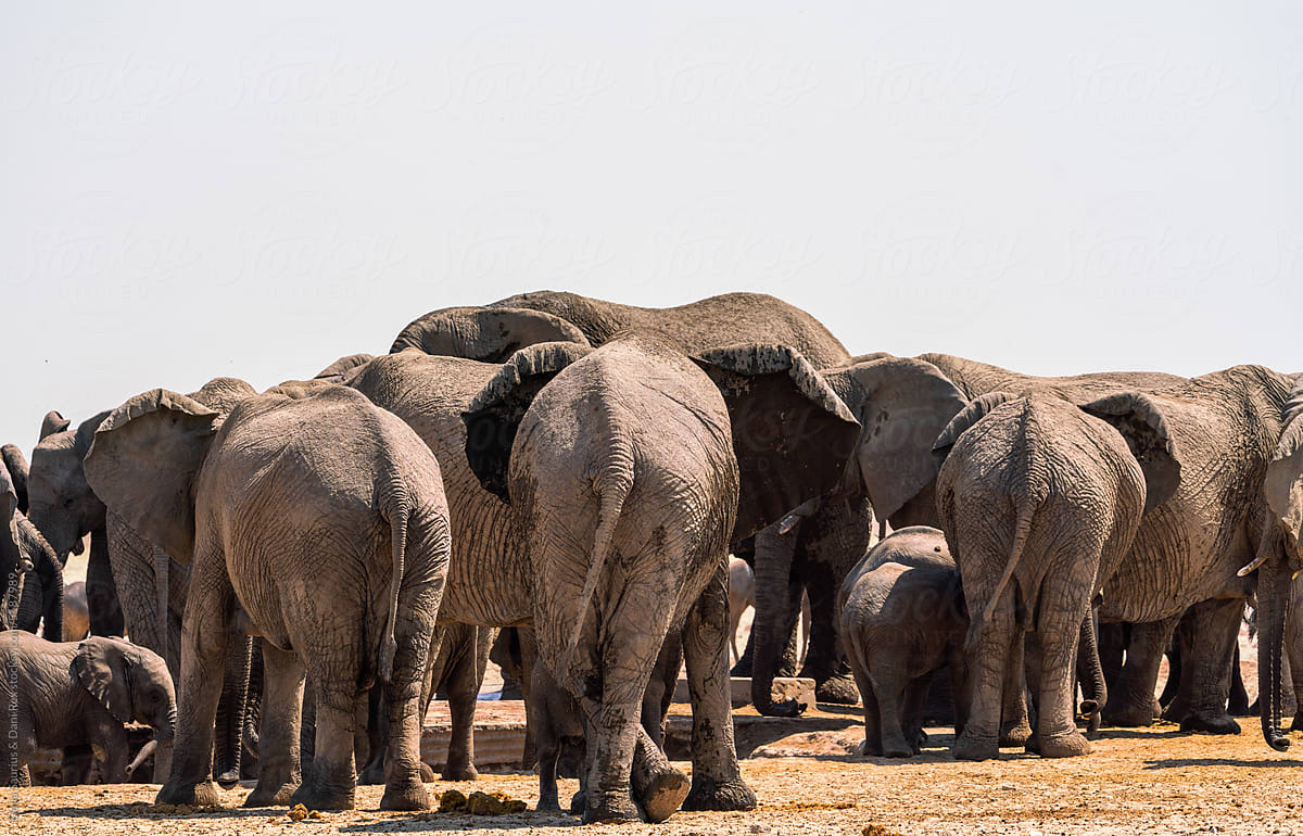 Group of elephants in Etosha National Park, Namibia, Africa