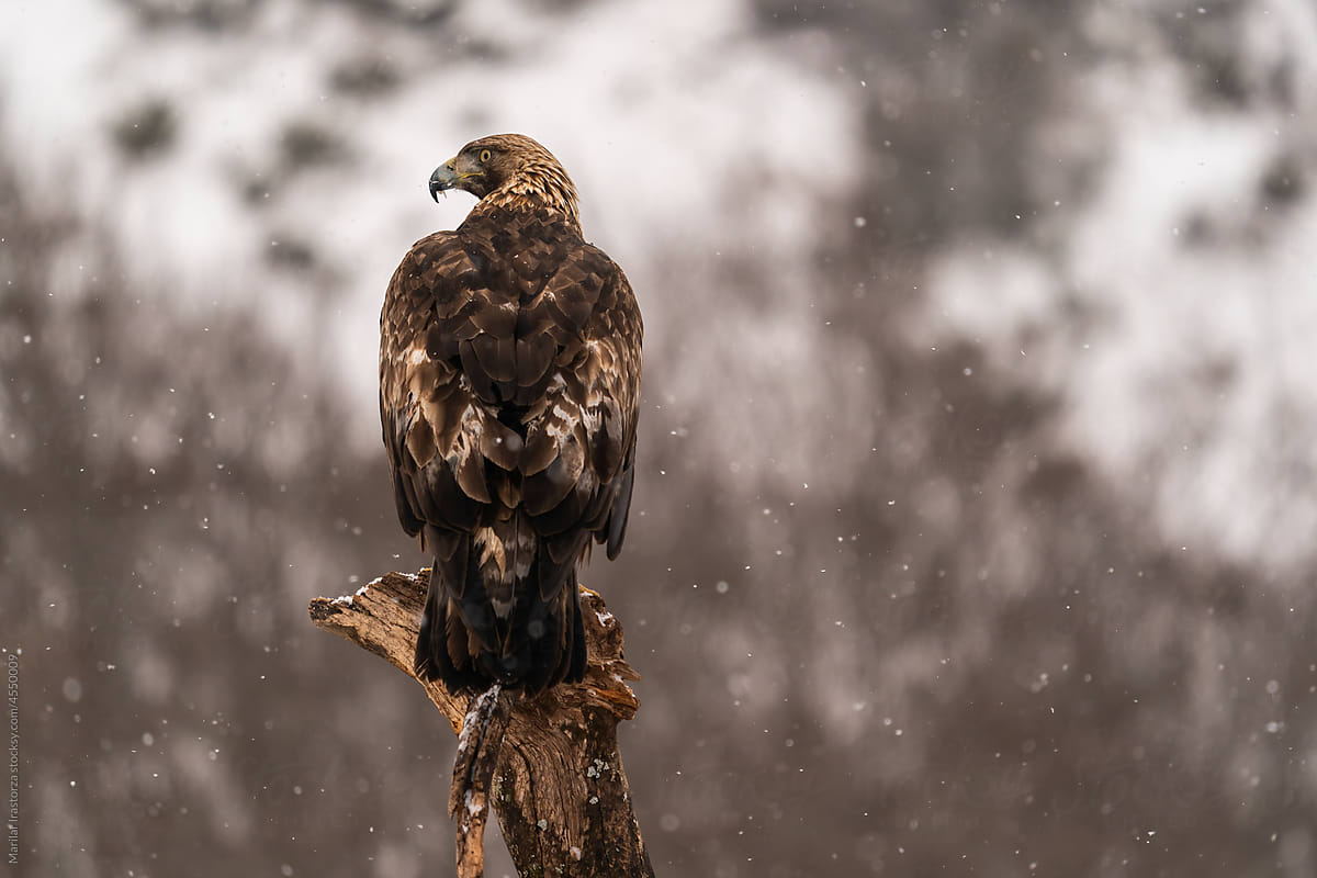 Golde Eagle Perched On Tree Stem Under A Snowfall
